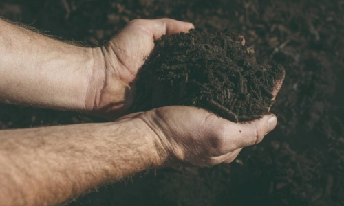 compost come si presenta